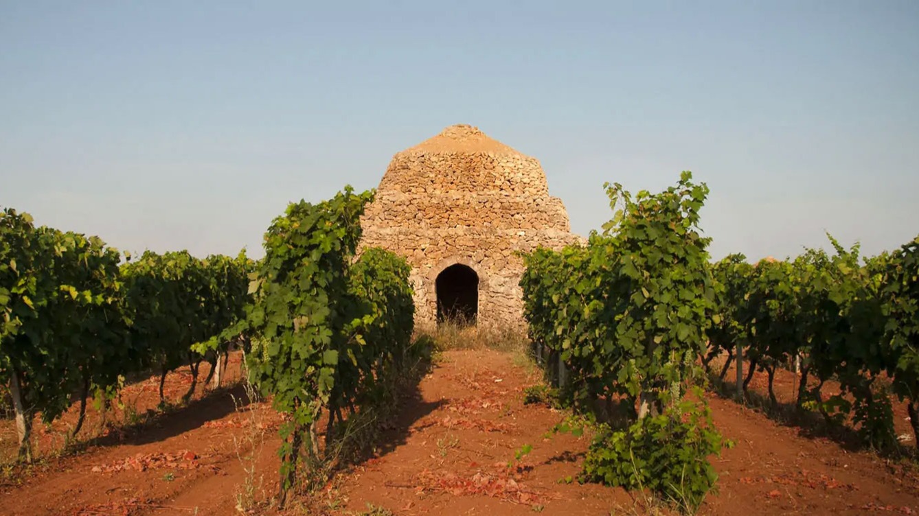 Casamassella-Minervino: tra mulini e antiche vigne